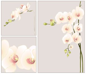 Image showing Set of greeting cards with  orchid.