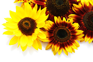 Image showing sunflowers