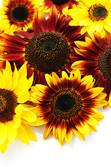 Image showing sunflowers