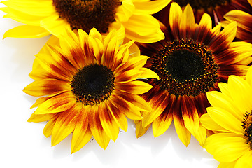 Image showing sunflowers