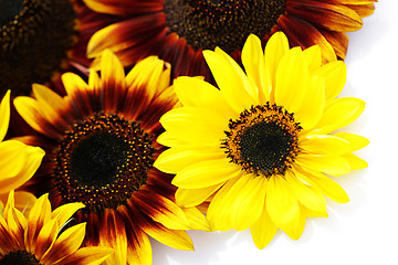 Image showing sunflowers