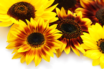 Image showing sunflowers