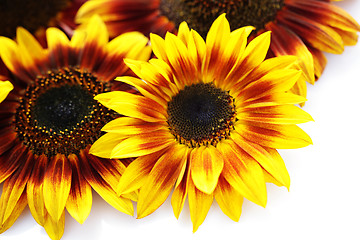 Image showing sunflowers