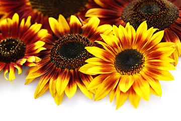 Image showing sunflowers