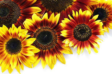 Image showing sunflowers