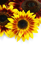 Image showing sunflowers