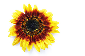 Image showing sunflowers