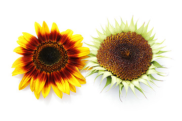 Image showing sunflowers