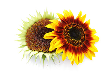 Image showing sunflowers