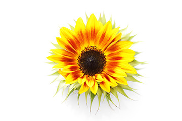 Image showing sunflowers