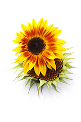 Image showing sunflowers