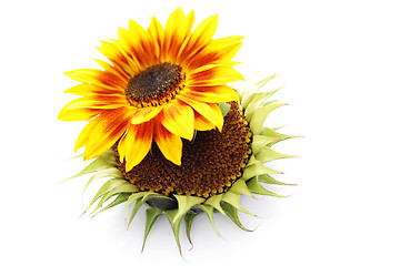 Image showing sunflowers