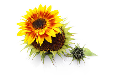 Image showing sunflowers