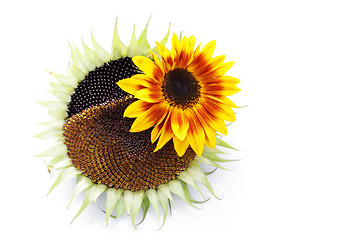 Image showing sunflowers