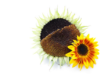 Image showing sunflowers