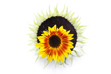 Image showing sunflowers