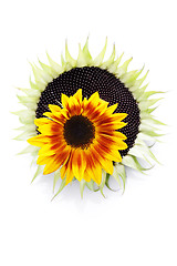 Image showing sunflowers