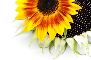 Image showing sunflowers