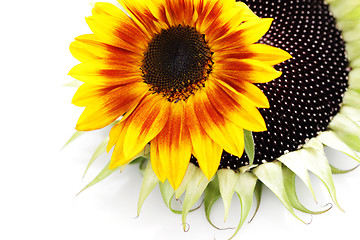 Image showing sunflowers