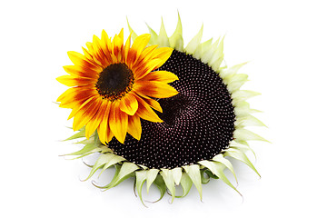 Image showing sunflowers