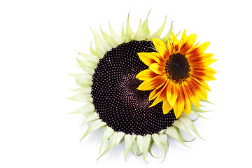 Image showing sunflowers