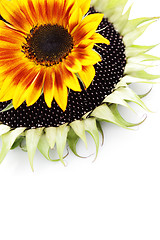 Image showing sunflowers