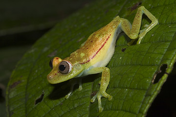 Image showing Green Frog about to jump