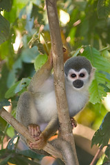 Image showing Squirrle Monkey-Ecuador