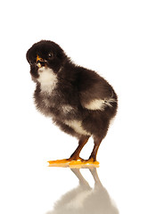 Image showing Little chicken