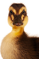 Image showing Domestic duckling