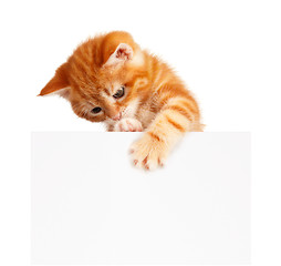 Image showing Red kitten