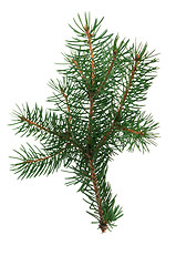 Image showing Fir branch