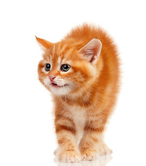 Image showing Red kitten