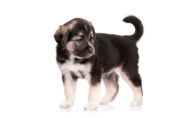 Image showing Cute puppy