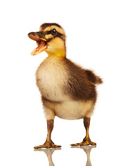 Image showing Domestic duckling