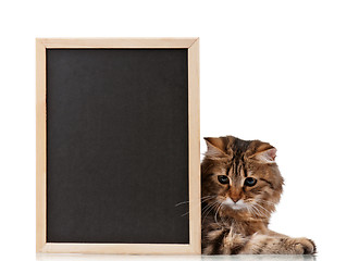 Image showing Cat with blackboard