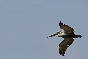 Image showing the ecuadorian pelican