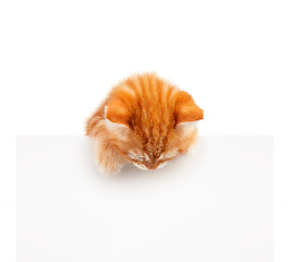 Image showing Red kitten