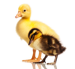 Image showing Domestic duckling and gosling