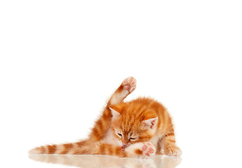 Image showing Red kitten