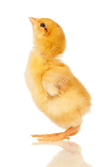 Image showing Little chicken