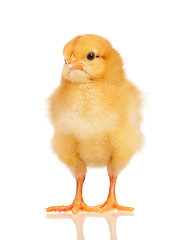 Image showing Little chicken