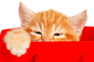 Image showing Red kitten