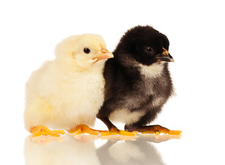 Image showing Little chickens