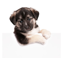 Image showing Puppy with paper