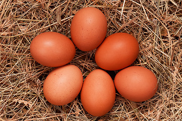 Image showing Eggs in nest