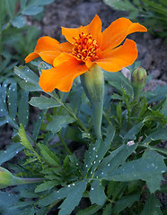 Image showing marigold