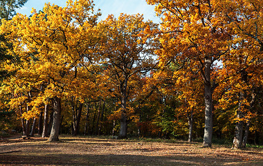 Image showing Autumn Forest