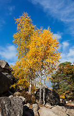 Image showing Birch Trees