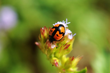 Image showing Ladybird on flower facing downward